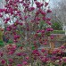 Magnolia Genie C10